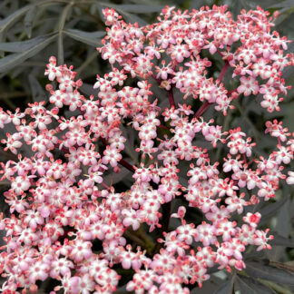 Close-up of tiny reddish-pink flowers in a cluster surrounded by dark-purple leaves
