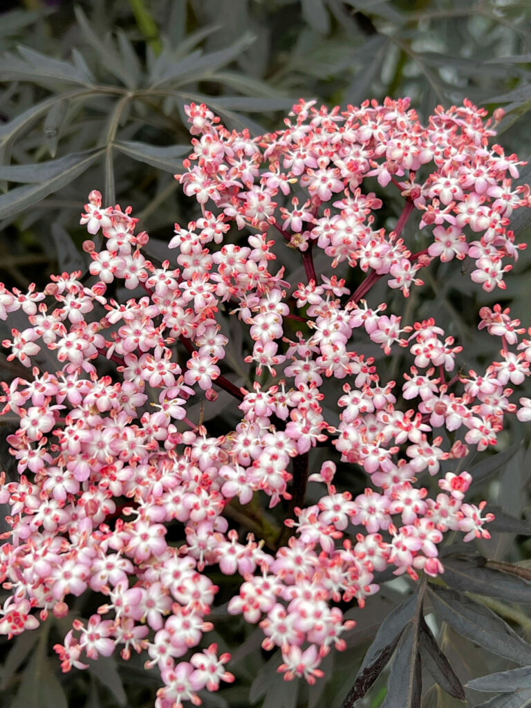 Buy Elderberry Plants Online Shop Stadler Nurseries Online