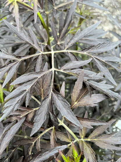 Close-up of dark-purple, lacy leaves