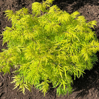 Lacy, bight, chartreuse-lemon yellow foliage on open shrub planted in brown mulch