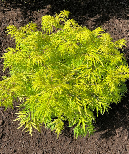 Lacy, bight, chartreuse-lemon yellow foliage on open shrub planted in brown mulch