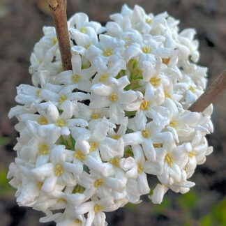 Cluster of white flowers with a yellow center