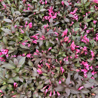 Hot pink, trumpet-shaped flowers surrounded by purplish-green foliage