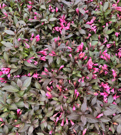 Hot pink, trumpet-shaped flowers surrounded by purplish-green foliage