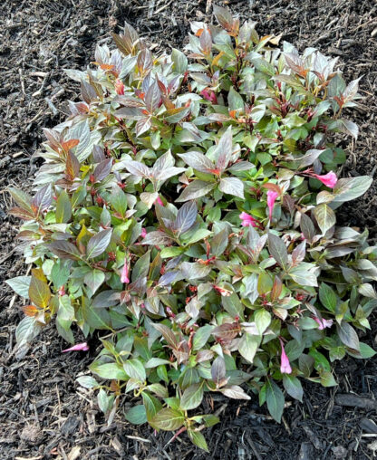 Compact shrub with purplish-green leaves and pink flower buds planted in mulch
