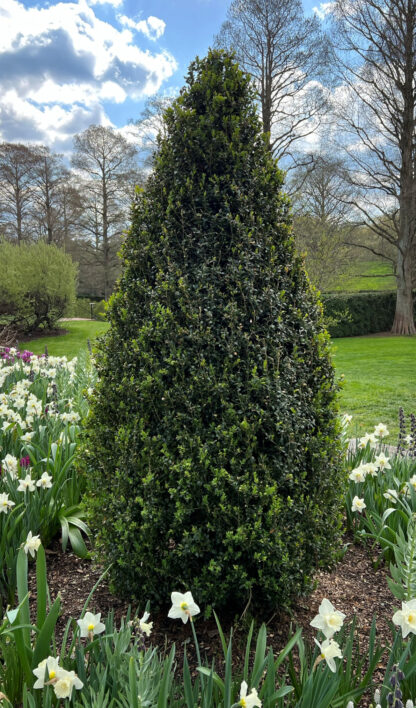 Tall, upright, pyramidal shrub planted in garden surrounded by white flowers