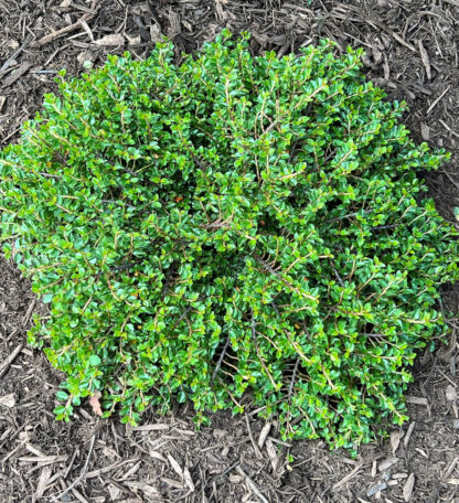 Compact evergreen shrub with tiny leaves planted in brown mulch
