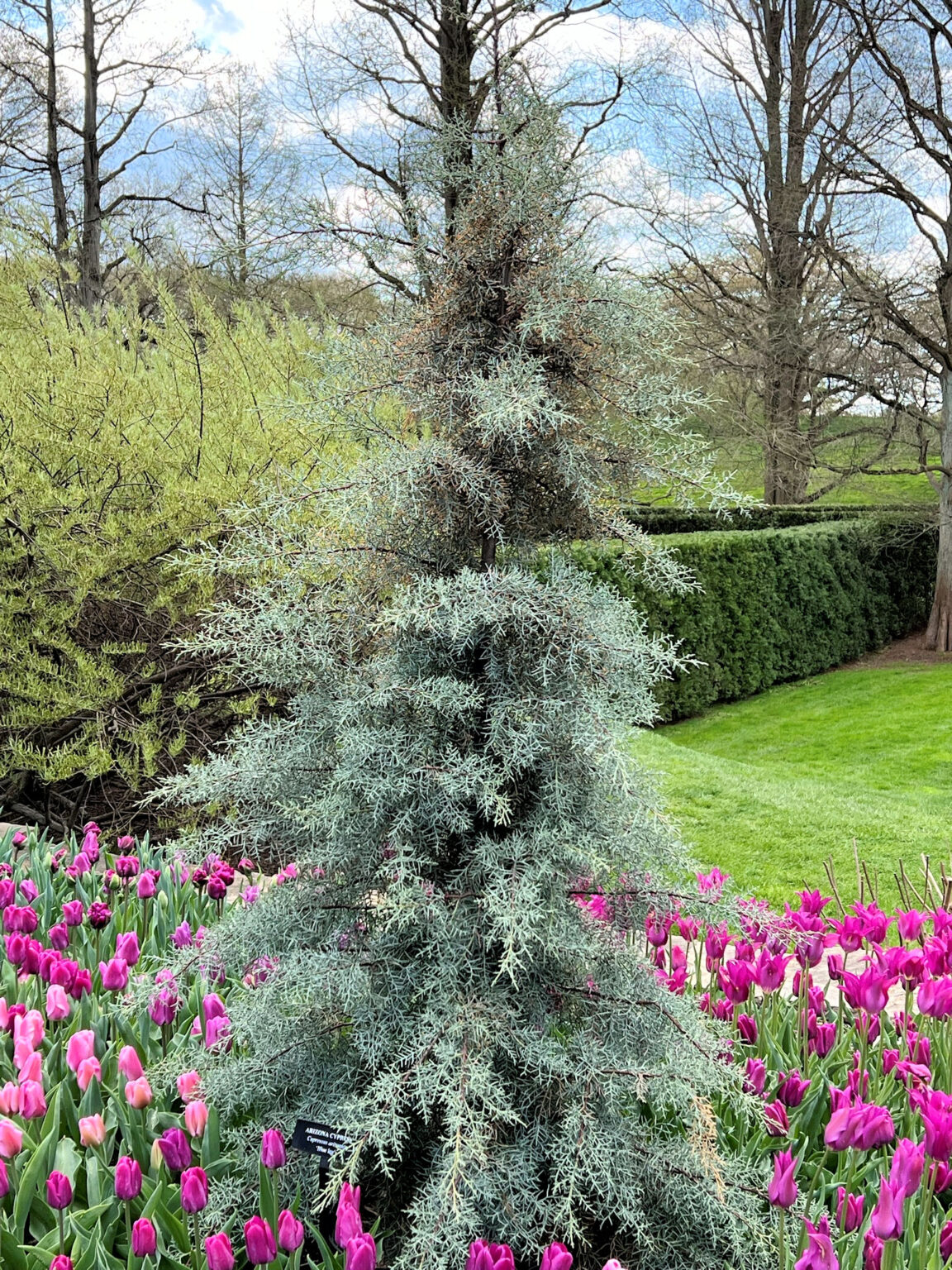 Buy Blue Ice Cypress Trees Online Shop Stadler Nurseries