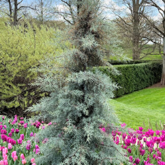 Mature, loosely-pyramidal evergreen tree with blue needles in garden surrounded by pink flowers