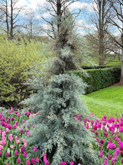 Mature, loosely-pyramidal evergreen tree with blue needles in garden surrounded by pink flowers