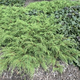 Cypress Siberian