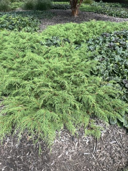 Cypress Siberian