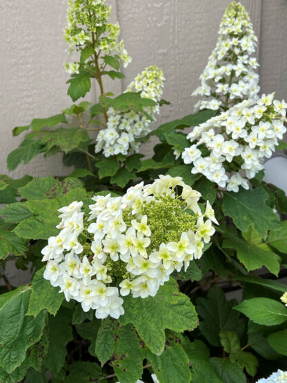 Close-up of large, white, cone-shaped flowers and large green leaves in front of wall