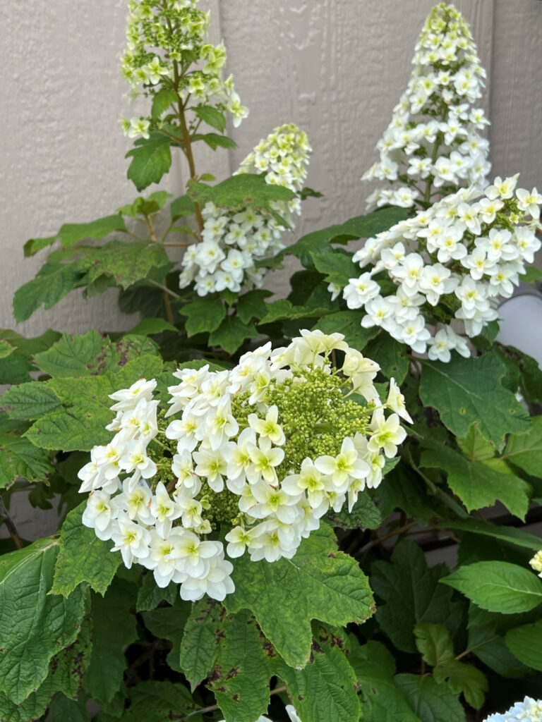Buy Oakleaf Hydrangeas Online Shop Stadler Nurseries