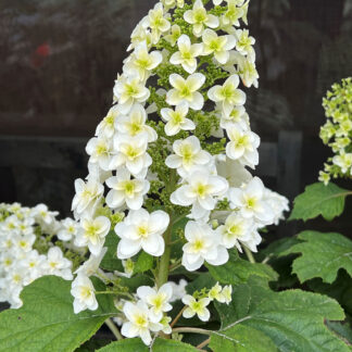 Close-up of large, white, cone-shaped flower and large green leaves