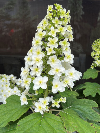 Close-up of large, white, cone-shaped flower and large green leaves