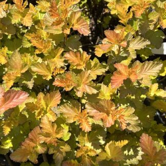 Ninebark First Additions® Amber Jubilee™