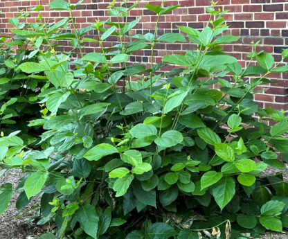 Open-branched shrub with large light green leaves in front of brick wall