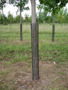 Black cages around tree trunks in nursery field