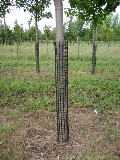 Black cages around tree trunks in nursery field