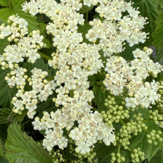 Close-up of Arrowwood viburnum white flower in bud surrounded by green leaves