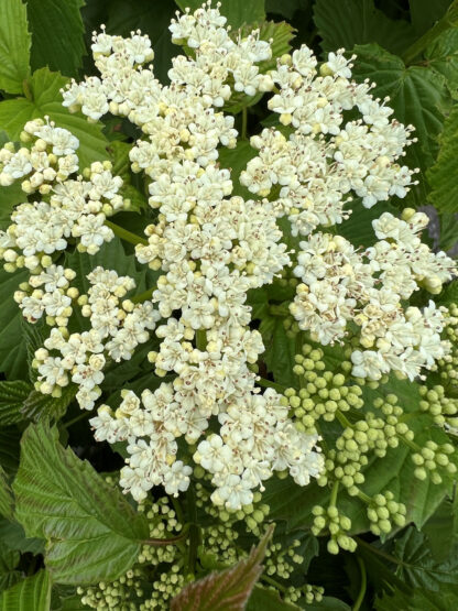 Close-up of Arrowwood viburnum white flower in bud surrounded by green leaves