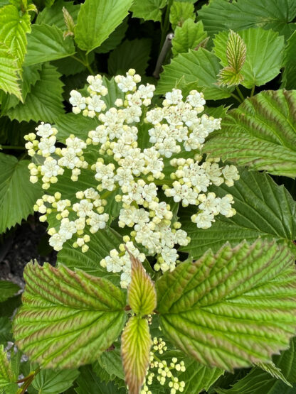 Close-up of Arrowwood viburnum white flower in bud surrounded by green leaves