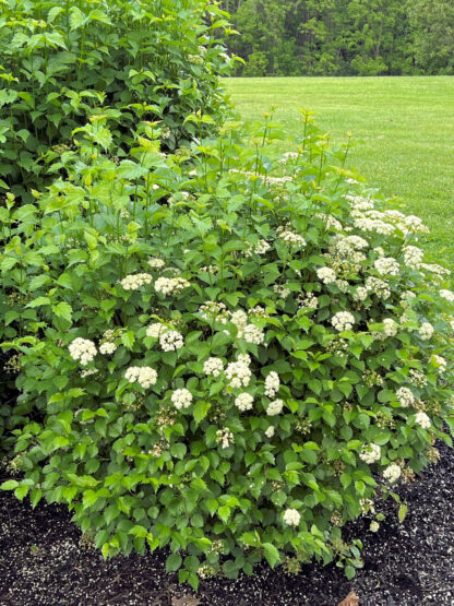 Large rounded shrub with green leaves and white fluffy flowers in garden