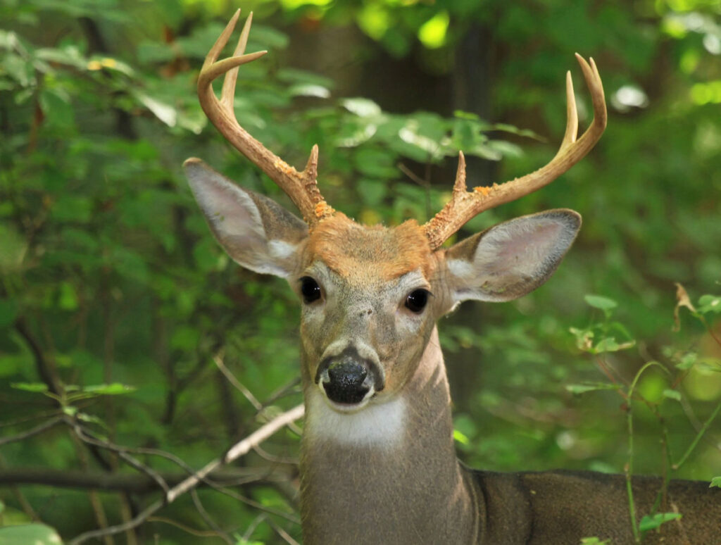 large buck against forest trees