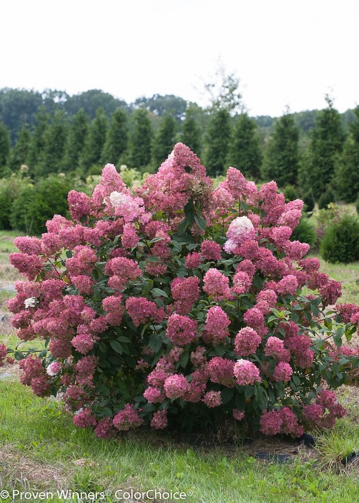 Hydrangea Fire Light®