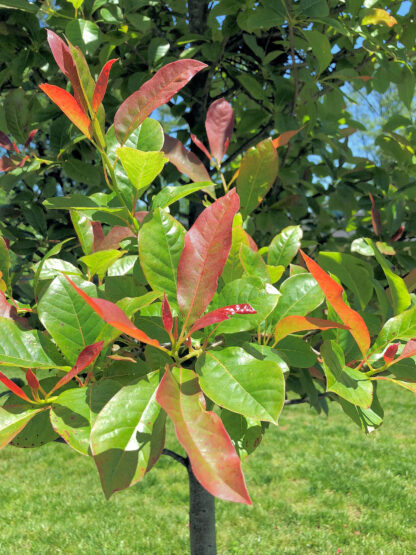 Close-up of branch with green and red leaves