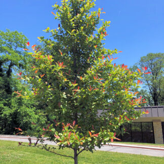 Tree with green and red leaves in lawn by street and building