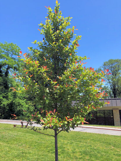 Tree with green and red leaves in lawn by street and building