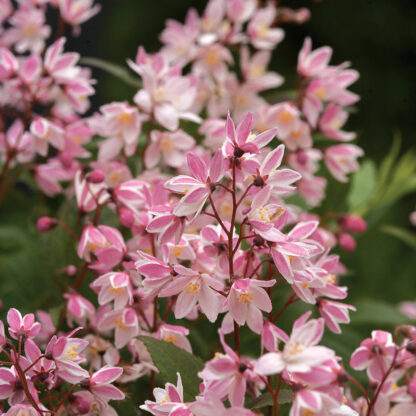 Deutzia Yuki Cherry Blossom®