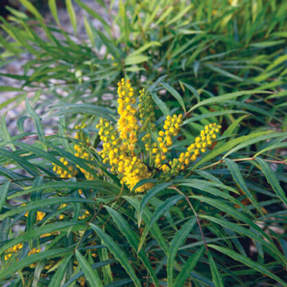 Mahonia Soft Caress