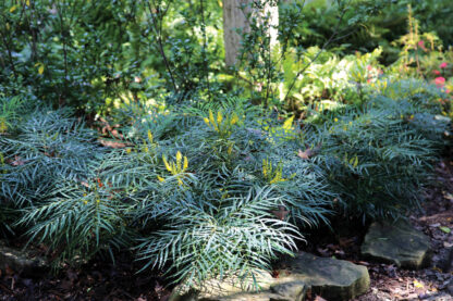 Mahonia Soft Caress - Image 2