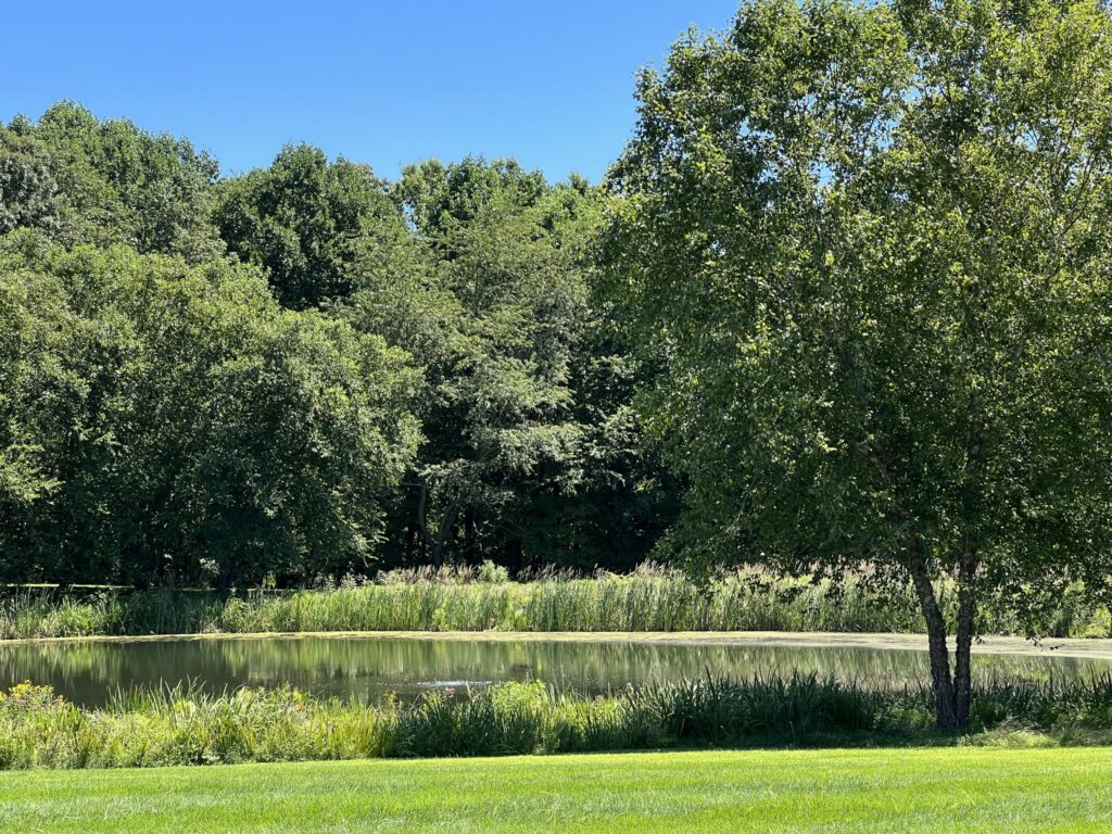 pond surrounded by trees