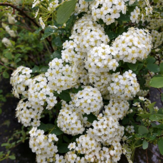 Spirea Vanhoutte