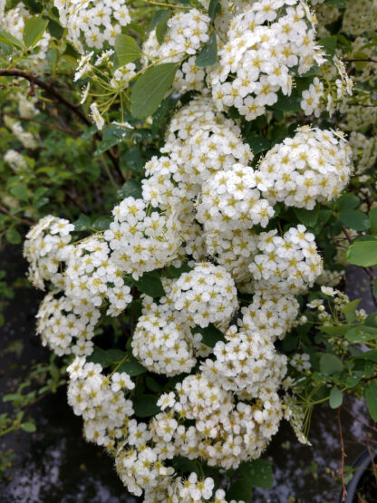 Spirea Vanhoutte