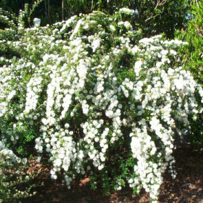 Spirea Vanhoutte - Image 2