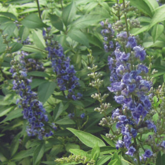 Chastetree Blue Diddley®