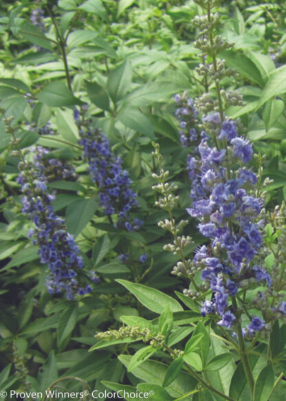 Chastetree Blue Diddley®