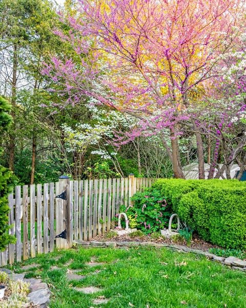 green garden in spring surrounded by brown picket fence
