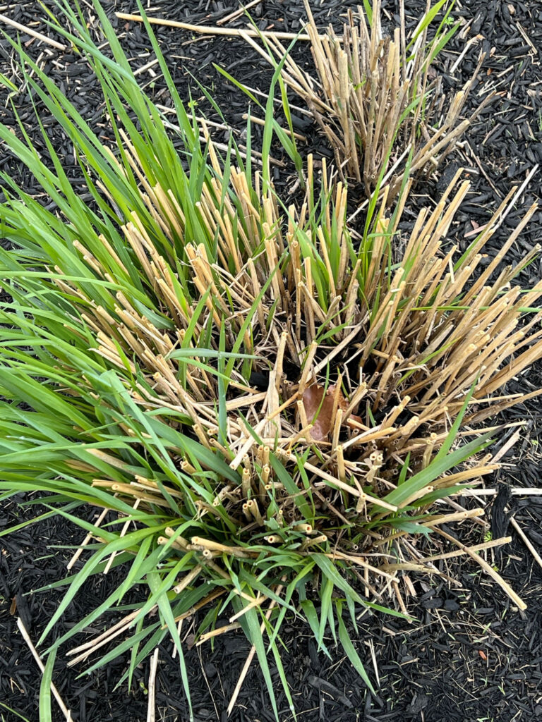 green ornamental grass with brown patches