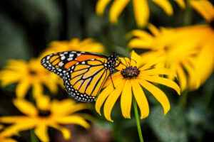monarch butterfly resting on yellow coneflower