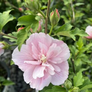 Rose of Sharon Pink Chiffon®