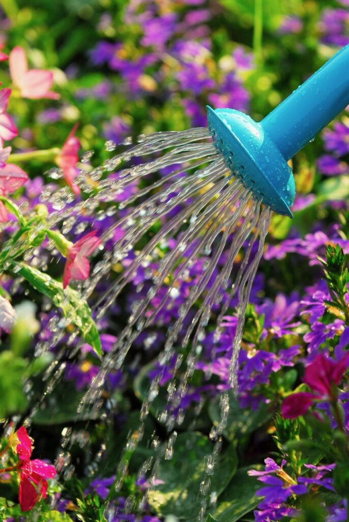 teal watering can watering flowers