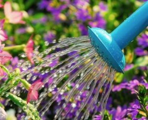 teal watering can watering flowers