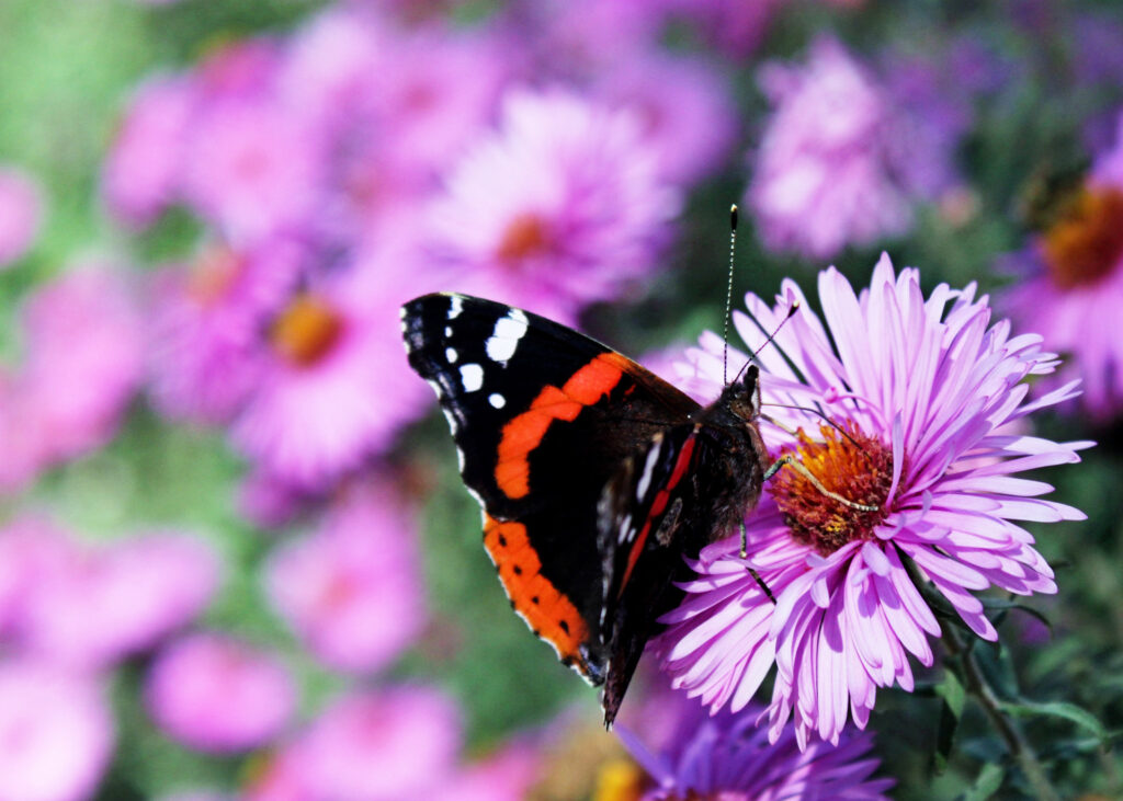 butterfly resting on a pollinator friendly purple fall aster