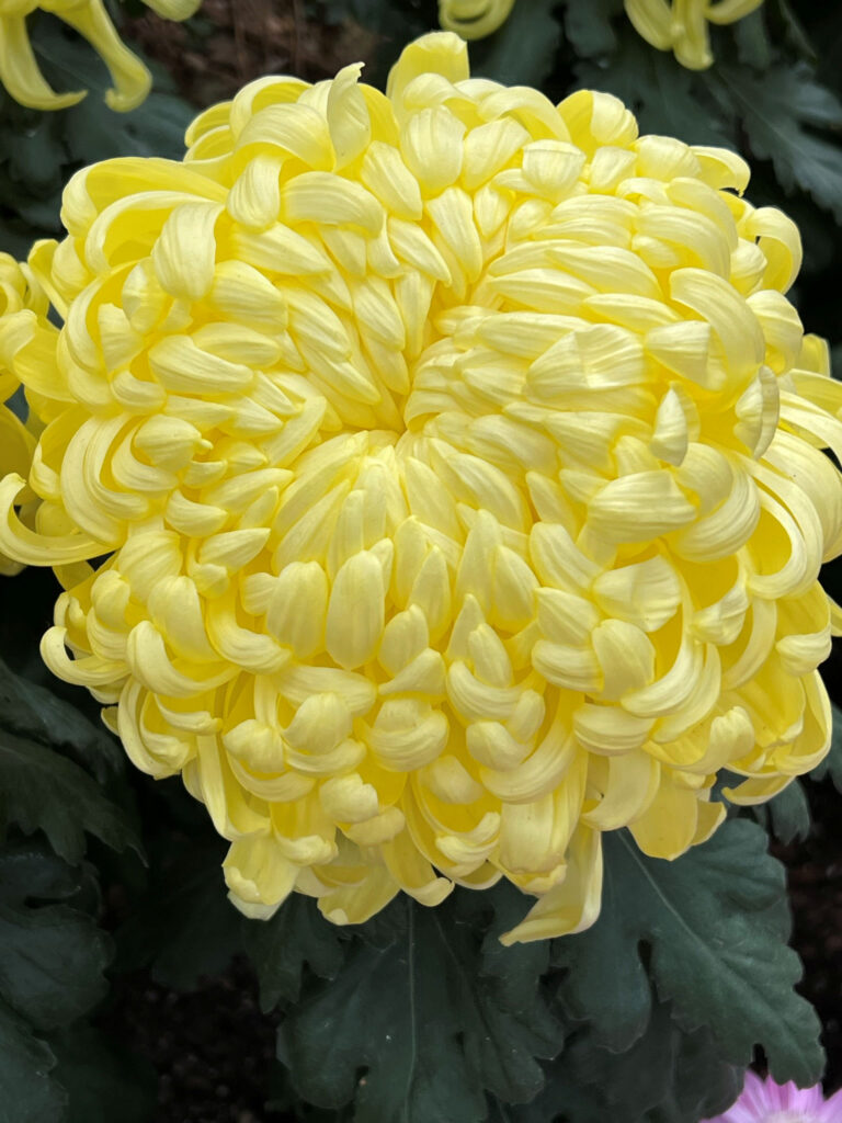 yellow chrysanthemum flower